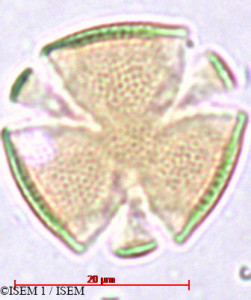 Amorpha fruticosa - lame n° 29403